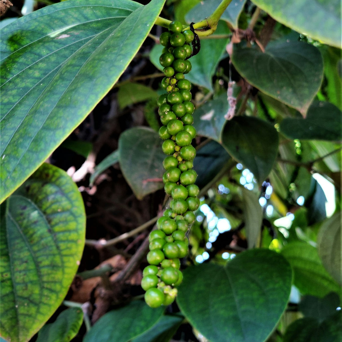 PROVISOIRE — Citrons confits salés au combava
